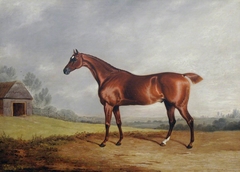 A Chestnut Hunter in a Field by Edwin Cooper