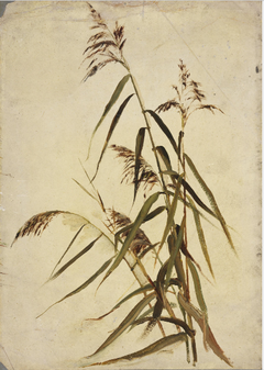 A Grass Plant by Nathaniel Hone the Younger