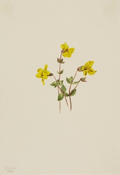 Alpine Monkey Flower (Mimulus caespitosus) by Mary Vaux Walcott