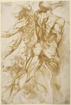 Anatomical Studies by Peter Paul Rubens