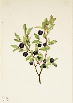 Big Whortleberry (Vaccinium membranaceum) by Mary Vaux Walcott