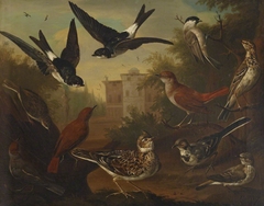 British Birds: Cock Skylark; Hen Beam Bird; Hen White Wagtail; Hen Blackcap; Cock Nightingale; Hen Nightingale; Cock and hen house Martin; Cock Marsh Titmouse; Hen Titlark and a Hen Grass Hopper by Charles Collins