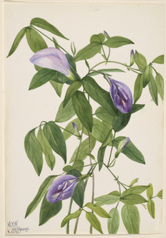 Butterfly Pea (Clitoria mariana) by Mary Vaux Walcott