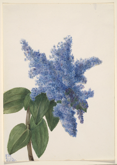 California Lilac (Ceanothus thyrsiflorus) by Mary Vaux Walcott