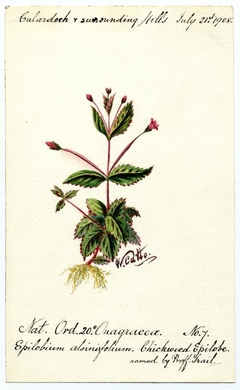 Chickweed Epilobe (Epilobium alsinifolium) - William Catto - ABDAG016191 by William Catto