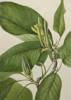 Cucumbertree (Magnolia acuminata) by Mary Vaux Walcott