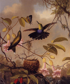 Fork-Tailed Woodnymph by Martin Johnson Heade