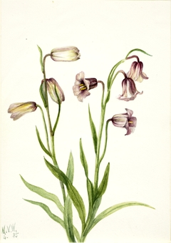 Fritillary (Fritillaria biflora) by Mary Vaux Walcott