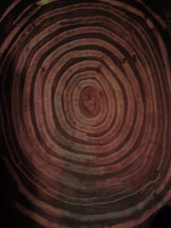 growth rings by Luke Kiwala