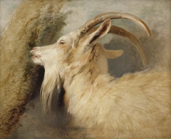 Head of a Goat by Edwin Henry Landseer