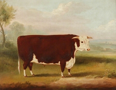 Hereford Bull by William Henry Davis