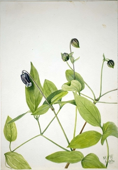 Leather Flower (Clematis viorna) by Mary Vaux Walcott