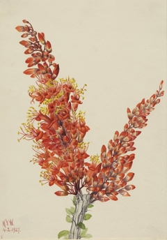 Ocotillo (Fouquieria splendens) by Mary Vaux Walcott