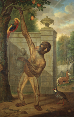 Orang-utan from the Zoo of Stadholder Willem V, Picking an Apple by Tethart Philipp Christian Haag