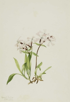 Peatpink (Silene caroliniana) by Mary Vaux Walcott