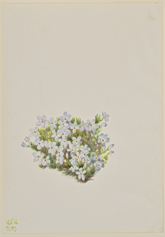 Phlox (Phlox caespitosa) by Mary Vaux Walcott