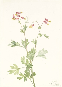 Pink Fumeroot (Capnoides sempervirens) by Mary Vaux Walcott