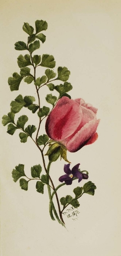 Pink Rose with Violet by Mary Vaux Walcott