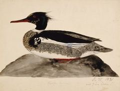 Red-Breasted Merganser, Male by Ferdinand von Wright