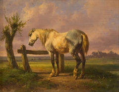 Schimmel in weide by Wouterus Verschuur