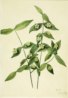 Strawberry Bush (Euonymus americanus) by Mary Vaux Walcott