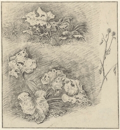 Studies van weideplanten by Pieter Janson