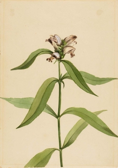 Turtlehead (Chelone glabra) by Mary Vaux Walcott