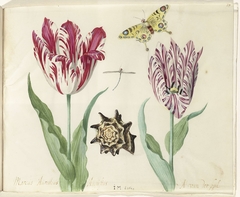 Two Tulips, a Shell, a Butterfly and a Dragonfly by Jacob Marrel