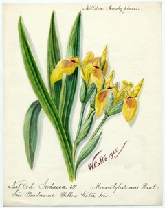 Yellow water iris (iris pseudacorus) - William Catto - ABDAG016315 by William Catto