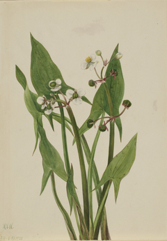 Arum Arrowhead (Sagittaria cuneata) by Mary Vaux Walcott