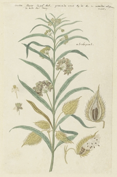 Asclepias fruticosa, een soort kapokbos, met dwarsdoorsneden door de vrucht by Robert Jacob Gordon