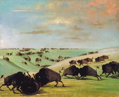 Buffalo Bulls Fighting in Running Season, Upper Missouri by George Catlin