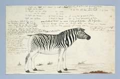 Burchell zebra (Equus quagga burchellii) by Robert Jacob Gordon