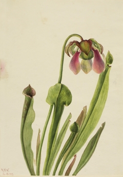 Catesby Pitcherplant (Sarracenia catesaei) by Mary Vaux Walcott