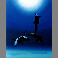 CONCERTO POUR ORQUES - Concerto for killer-whales - by Pascal by Pascal Lecocq