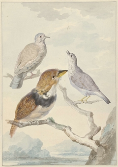 Drie vogels, waaronder een Bucco Capensis by Aert Schouman