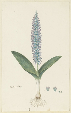 Lachenalia, met detailstudies van de bloeiwijze by Robert Jacob Gordon