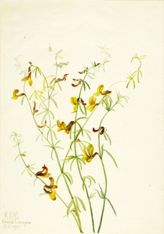 Lotus puberulus by Mary Vaux Walcott