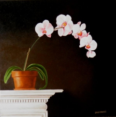 Orchid in a Pot by David Knowles