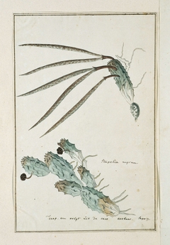 Pectinaria articulata en een studie met lange bladeren by Robert Jacob Gordon