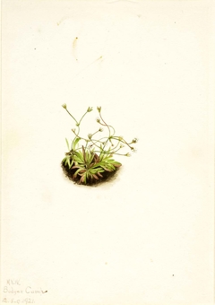 Pygmy Androsace (Androsace subumbellata) by Mary Vaux Walcott