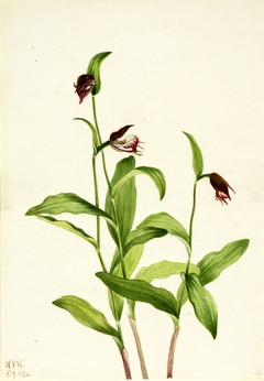 Ramshead Lady's Slipper (Cypripedium arietinum) by Mary Vaux Walcott