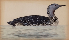 Red-Throated Diver by Magnus von Wright