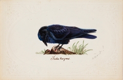 Tame Raven "Judas" by Ferdinand von Wright