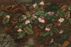 Trailing Arbutus by Fidelia Bridges