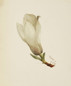 (Untitled--Flower Study) by Mary Vaux Walcott