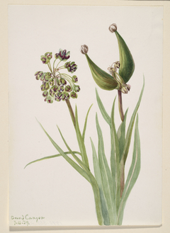 Untitled--Plant Study by Mary Vaux Walcott