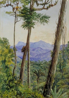 View from Mr Weilhorn's House, Petropolis, Brazil by Marianne North