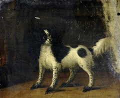 A Black and White King Charles Spaniel by Thomas Gooch