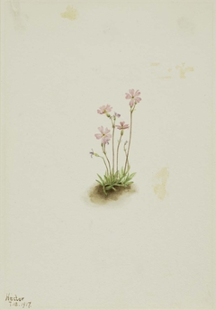 Alberta Primrose (Primula maccalliana) by Mary Vaux Walcott